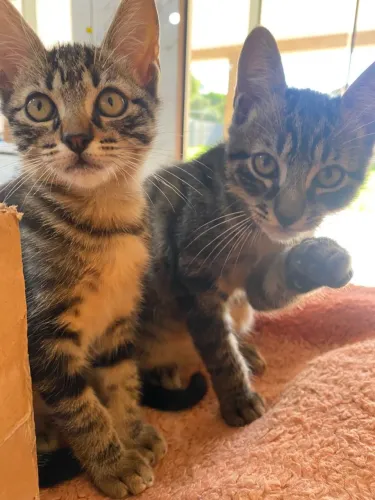 ? CASAL DE GATINHOS PARA DOAÇÃO ?