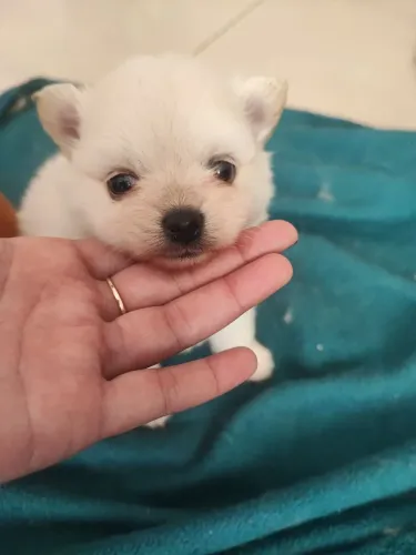 Lulu da Pomerânia_ Macho