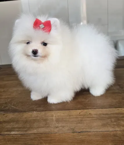 Lulu da pomerania exótico macho filhote