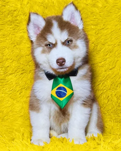 Husky siberiano woly