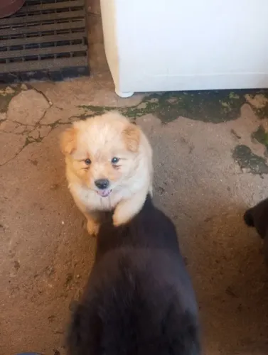 Chow chow filhote