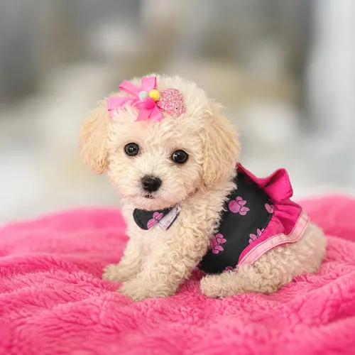 Poodle Toy pedigree