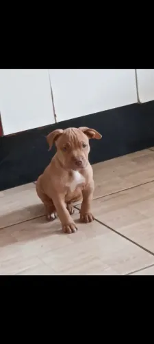 Filhote pitmonster
