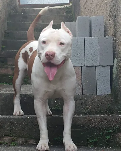 Pitbull América