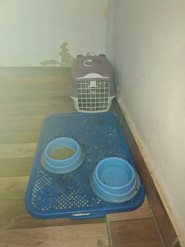 Mini coelho