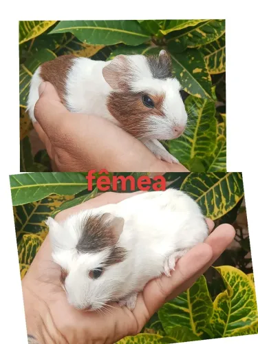 Porquinho da índia 
