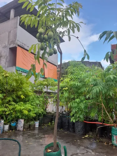 Muda de Cajarana Anã com Fruto 