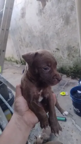 Pitbull