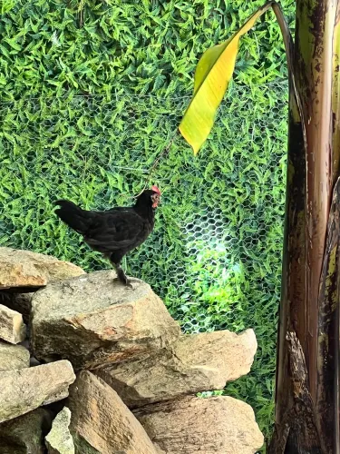 Galo anão ornamental 