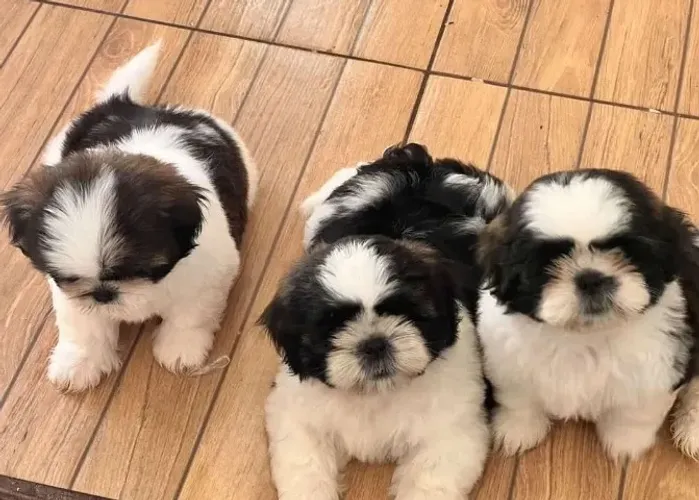 Oportunidade! Vendo filhotes da raça Lhasa apso 