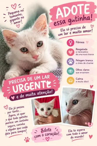Gata fêmea filhote