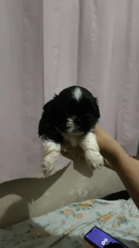Filhotes macho Shitzu mini