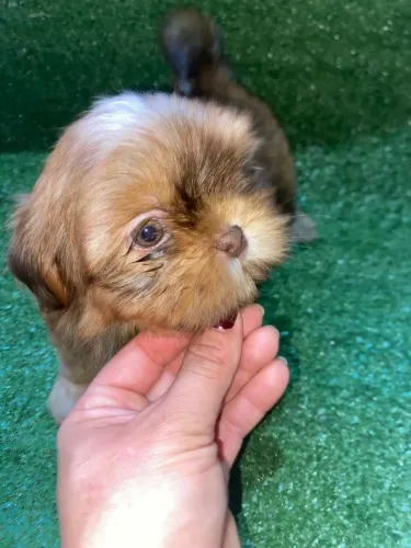 Shihtzu macho figado
