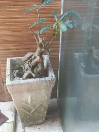 Vendo rosa do deserto no vaso de cimento 110 reais