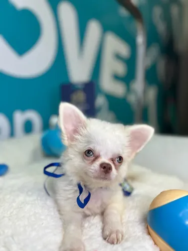 CHIHUAHUA MACHO