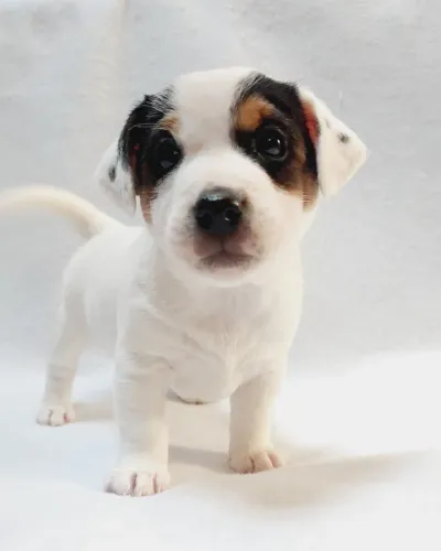 Jack Russell terrier