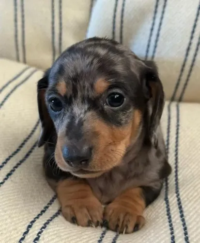 Basset Mini Filhotes Dachshund Raríssimos Alerquim.