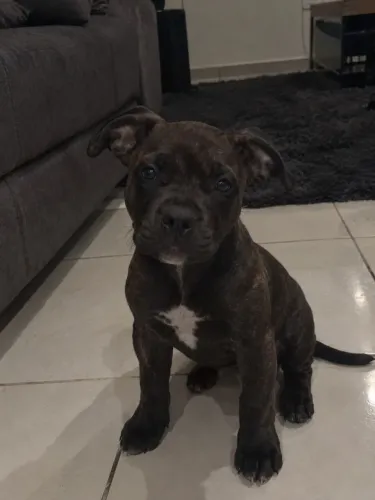 Pitbull Terrier Fêmea Disponível