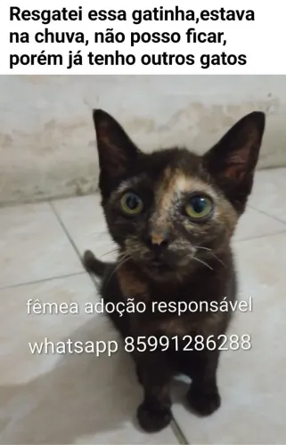 Gatinhos fofos pra adoção responsável 