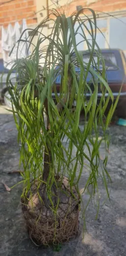 Planta Pata de Elefante - +/_ 1,5m
