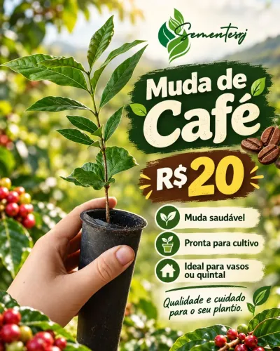 Muda cafe 10cm - Maricá rj
