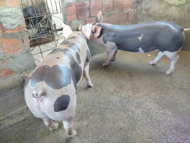 Porca belgas 