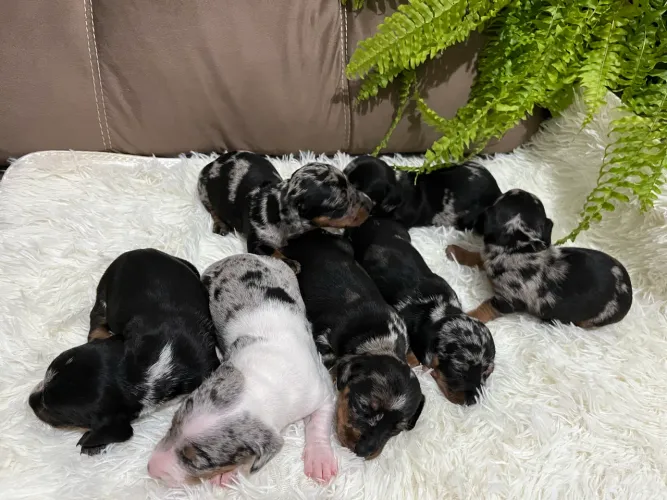 Dachshund machos e fêmeas para reserva 