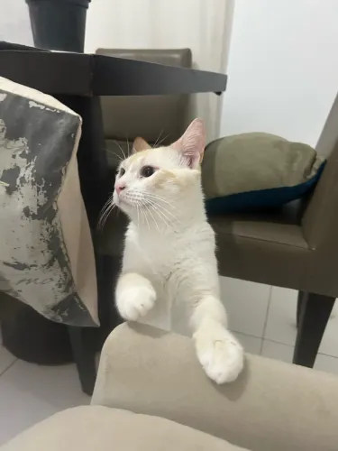 Gato para adoção