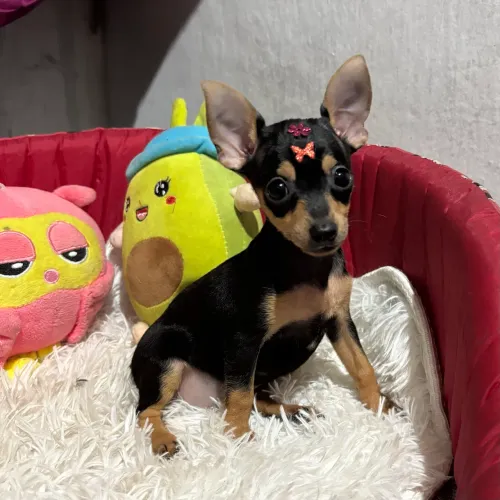 Pinscher fêmea micro