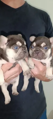 Fêmea Bulldog francês
