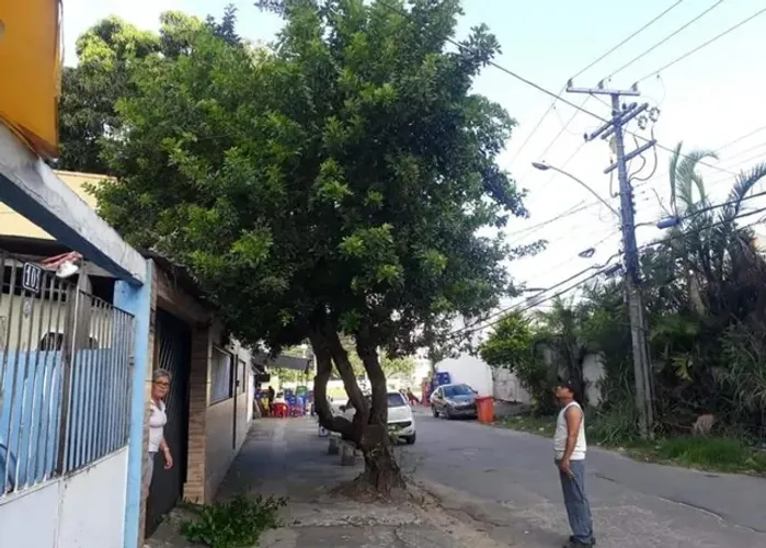 Poda de árvores ?