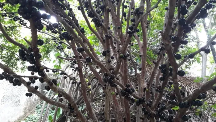 Pé de Jabuticaba Com Frutos