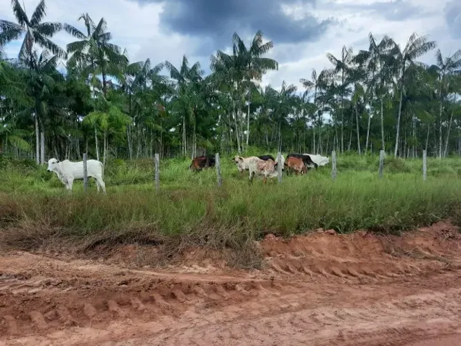 700 hectares com 50 mil pés de açai em produção pasto pra 700 gado no Pará fazenda pronta