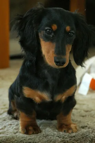 Filhote de Dachshund com orelhas fofas