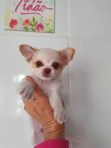 Chihuahua Creme Fêmea - A Beleza e o Carinho que Você Merece!