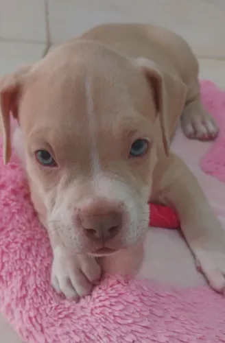 Vendo filhotes de american bully, todos de olhos azuis