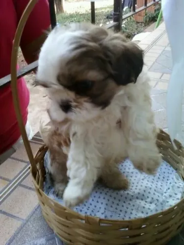 Filhote de Shih Tzu fofo e charmoso e cheirosa