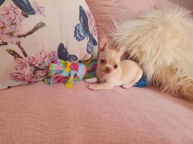 Chihuahua Fêmea Branca Cheia de Carinho!