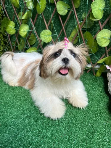 Shitzu Europeu (fêmeas ) 