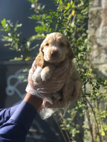 Cocker Spaniel ingles todas cores, lindo bbs pronta entrega