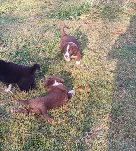 Border Collie