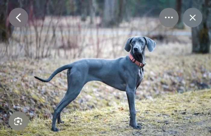 Weimaraner 