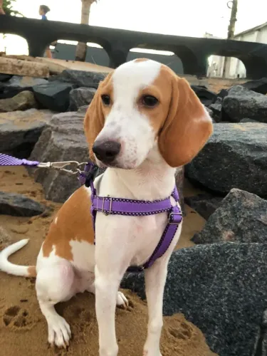 Beagle de 8 meses