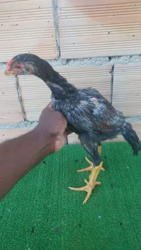 Vendo franguinho 