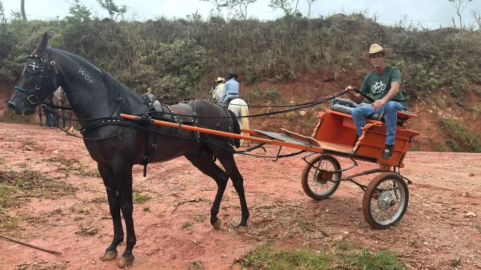 Cavalo Garanhão American Trotter Puro