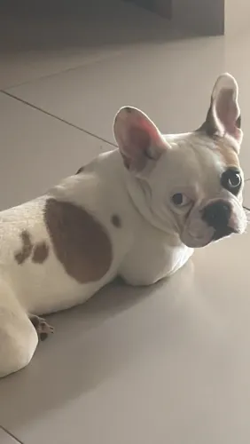 Vende-se buldogue francês,fêmea