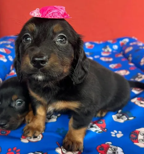 Teckel Pelo longo | O amor da sua vida pode ter quatro patas e um focinho gelado