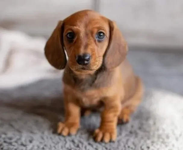 Basset Filhotes Dachshund Caramelo Miniaturas.
