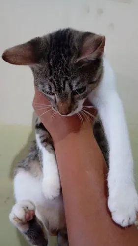 Doação gata 