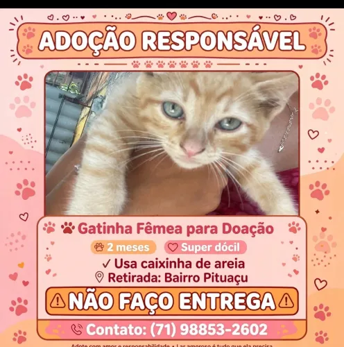 Gato